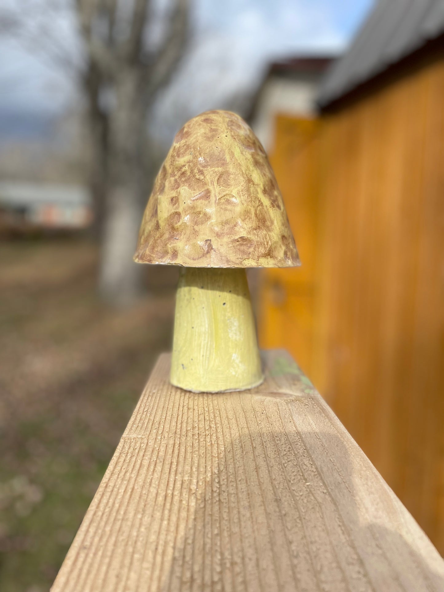 Morel Mushroom