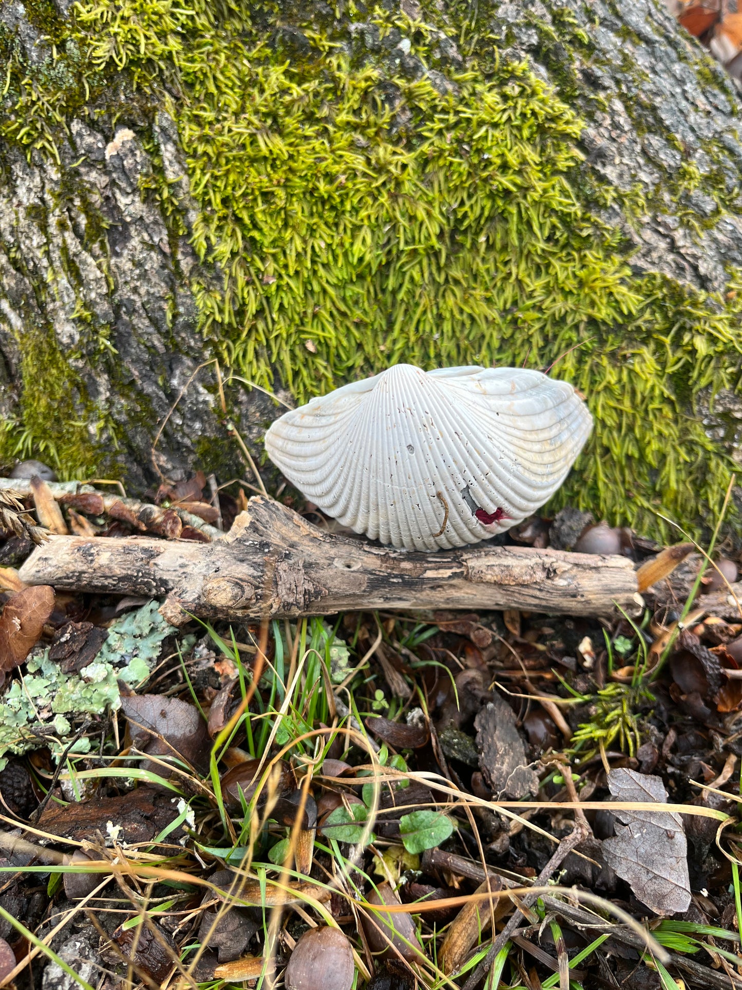 Sleeping mermaid